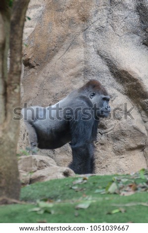 gorilla in the zoo