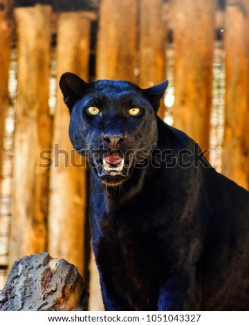beautiful black panther