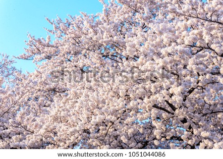 Closeup of cherry blossom in japan.