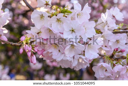 Closeup of cherry blossom in japan.