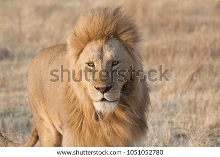 Male lion Ngorongoro Crater
