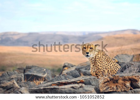 A portrait of a beautiful male cheetah