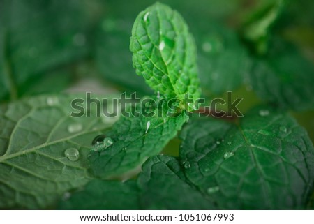 Background fresh mint with dew, macro photography.