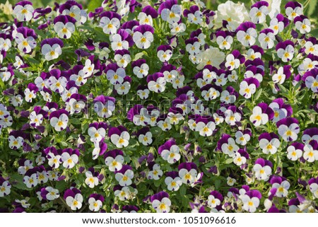 flowerpot with lots of tricolor dwarf pansy flowers in purple and white 