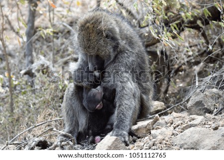 Baboon & Baby Feeding - Nairobi National Park