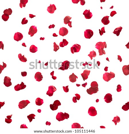 Repeatable rose petals in red, studio photographed with depth of field, isolated on white Royalty-Free Stock Photo #105111446