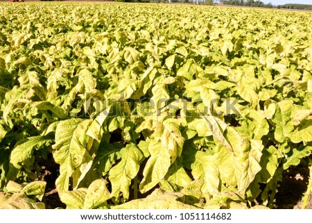 Photo Picture of a Big Beautiful Tobacco Field