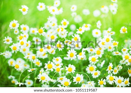 Daisies flowers field background in Summer Day. Beautiful nature scenes with blooming medical chamomilles. Alternative medicine. Environmentally friendly medicinal plant.