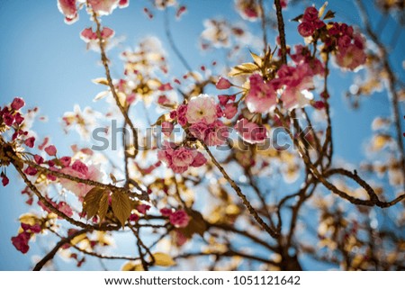 Sakura pink blossom tree flowers, close up branch, outdoor.