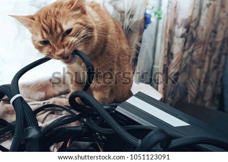 Ginger Cat tries to Bite the Wires on Mining Computer Open Stand