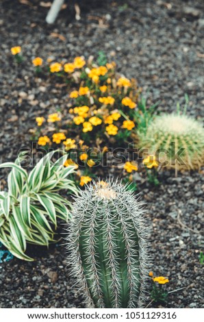 organic concept: plant (cactuses) in the garden