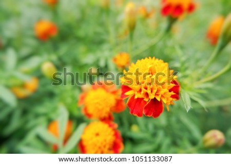 Marigolds flower in garden green leaves blackground blur. (Tagetes erecta, Mexican marigold, Aztec marigold, African marigold)