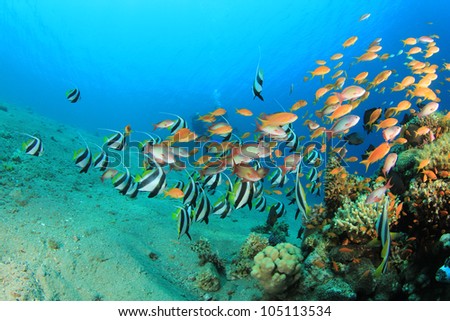 Tropical Fish with Scuba Divers in background