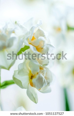 white narcissus on white backgorund. clousup flowers