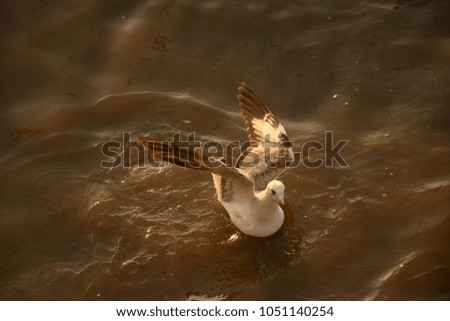 a seagull playing,floating and swimmimg in the sea