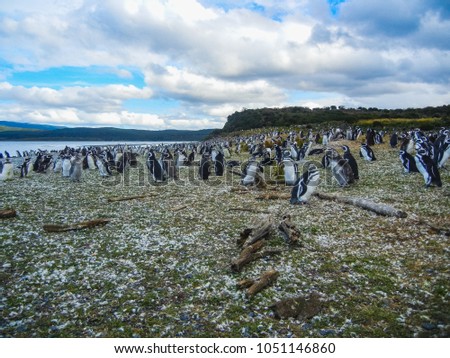 The magellanic penguins on the islands of tierra del fuego patagonia argentina