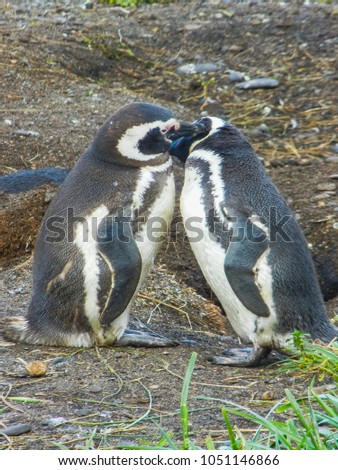 The magellanic penguins on the islands of tierra del fuego patagonia argentina close up