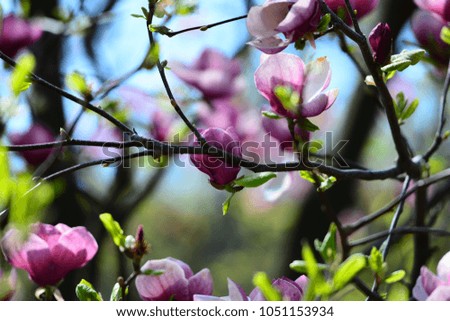 lilac magnolia flowers. Close up.