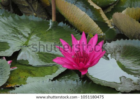 Lotus beauty Thailand