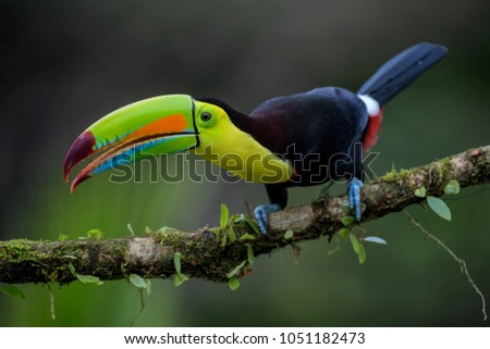 Keel-billed Toucan - Ramphastos sulfuratus, large colorful toucan from Costa Rica forest with very colored beak.