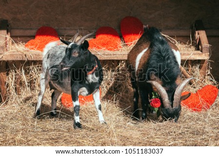 Two goats with a rose. Heart background. Valentine's Day Card. Love
