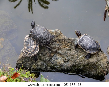 Group of turtles in a pond