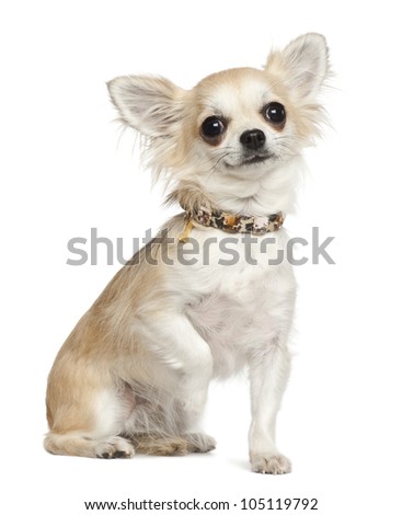 Chihuahua, 3 years old, sitting against white background