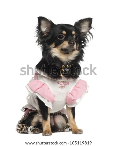 Chihuahua, 10 months old, sitting against white background
