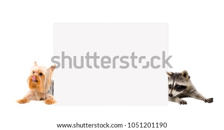 Yorkshire terrier and raccoon, peeking from behind a banner, isolated on white background