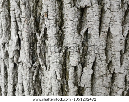 Background of tree bark 