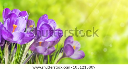 Nature background with crocus flowers in grass; selective focus. Spring banner for your design