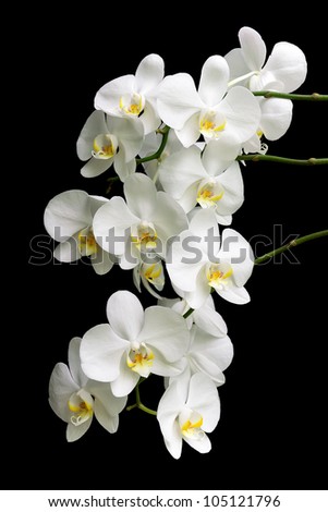 most flourishing branch of white Phalaenopsis orchids isolated on black background close up