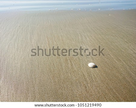 seashell, cap shell on the brown sand in the beach with the sunlight