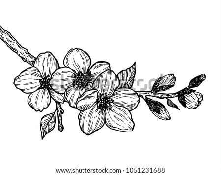 Cherry blossom branch engraving raster illustration. Scratch board style imitation. Black and white hand drawn image.