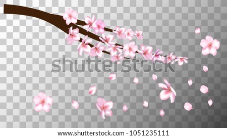 Cherry Branch Realistic Vector Illustration. Blooming Sakura Apricot, Peach, Apple Twig Petals Falling Isolated on Transparent. Realistic Vector Cherry Branch, Showering Petals, Wedding Decoration.