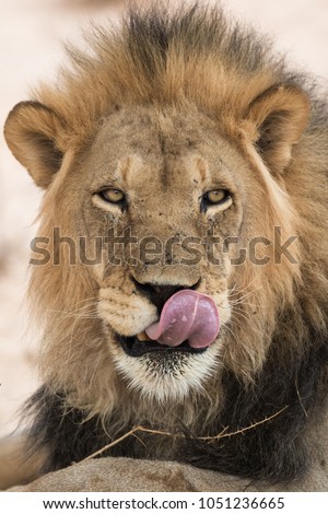 A close up portrait of a black maned kalahari lion licking his lips while while he stares at the photographer on the reds sand of the kalahari desert in the Kgalagadi Transfrontier Park, South Africa.