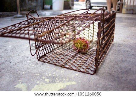 Rat Trap Cage, with fruit inside