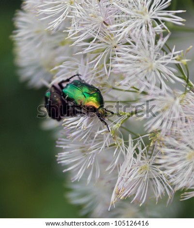 Green beetle on white flower