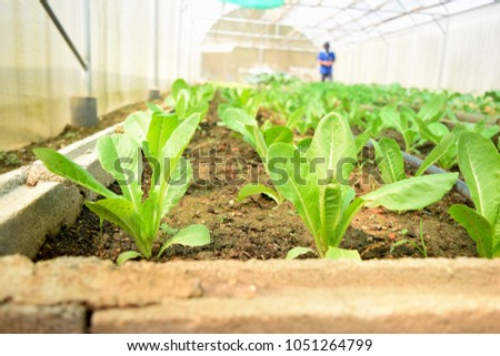 this pic show productivity of plants in greenhouse system