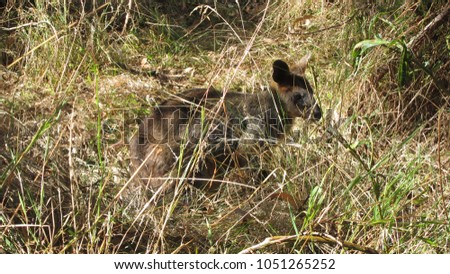 Wallaby hiding in bushes