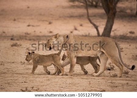 A lioness walks on the red dunes of the kalahari desert with her two six month old cubs in the Kgalagadi Transfrontier Park, South Africa Royalty-Free Stock Photo #1051279901