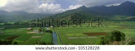 Fields of Taro, Hanalei Valley Overlook, Kauai, Hawaii