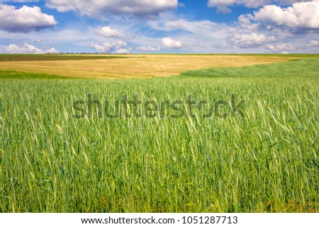 field of wheat and clouds in the sky