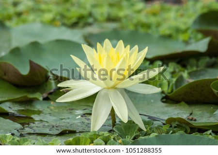 Yellow lotus flower in pond