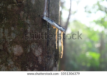 Hevea brasiliensis Rubber tree