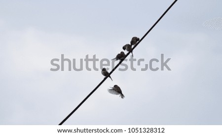 flock of sparrows perched on cable
