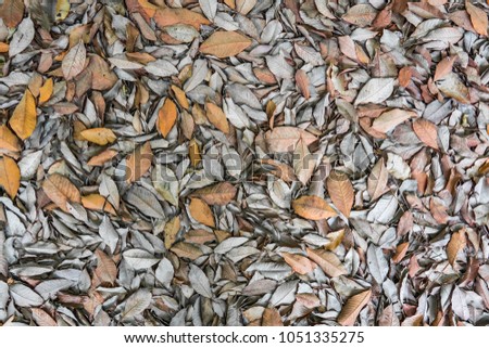 Dry leaf on ground. Gray leafs cover surface of ground is beauty pattern background in garden forest. The leave tree falling on autumn on summer. Beautiful nature color from green to red or orange