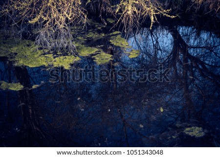 Swamp in the forest with green plants in it and branches.  Dark, moody image.