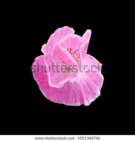 Pink poppy flower isolated on a black background