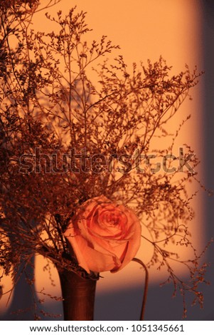 Rose flower morning spring